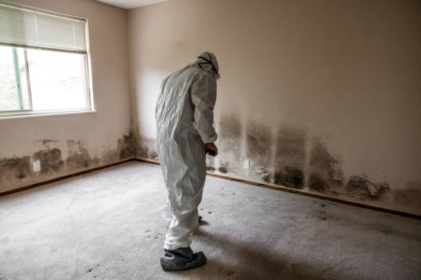 Mold Odor Removal Services in Port Carbon, PA